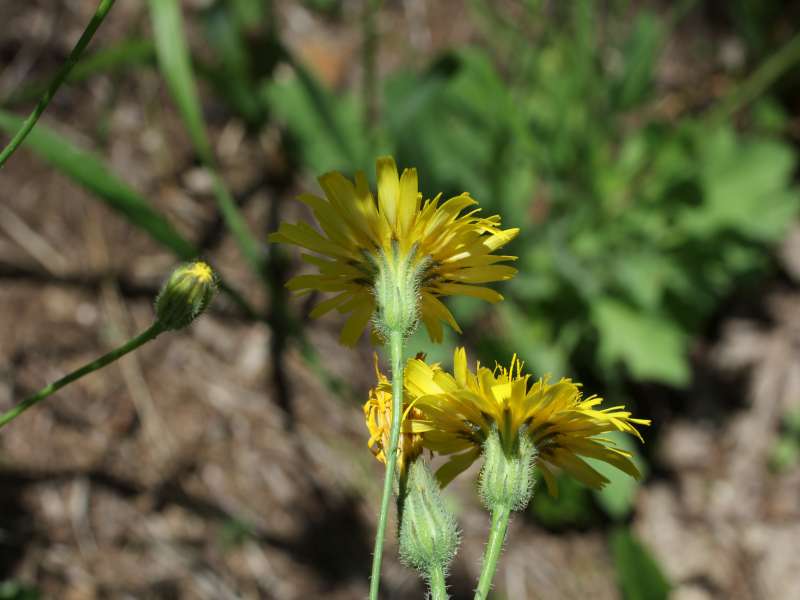 Hypochaeris laevigata